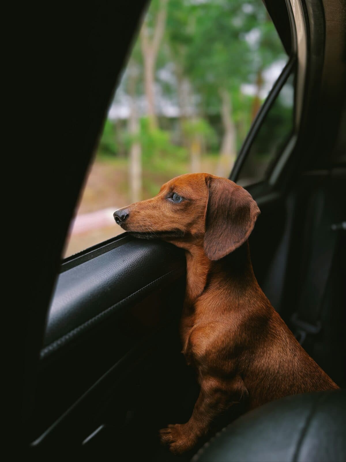 Blije hond in herstel na veilige opvang