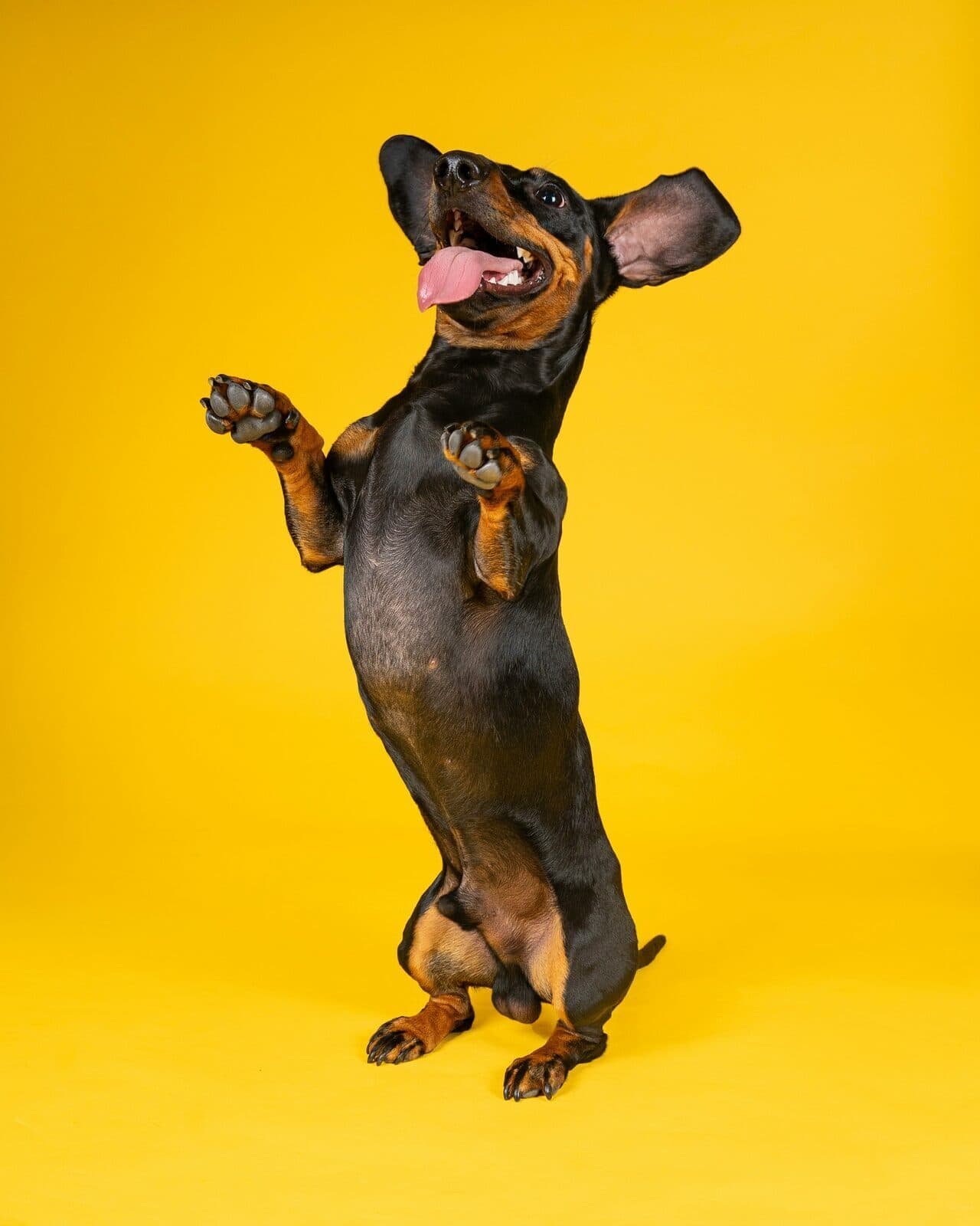 Blije teckel Bella buiten in het gras