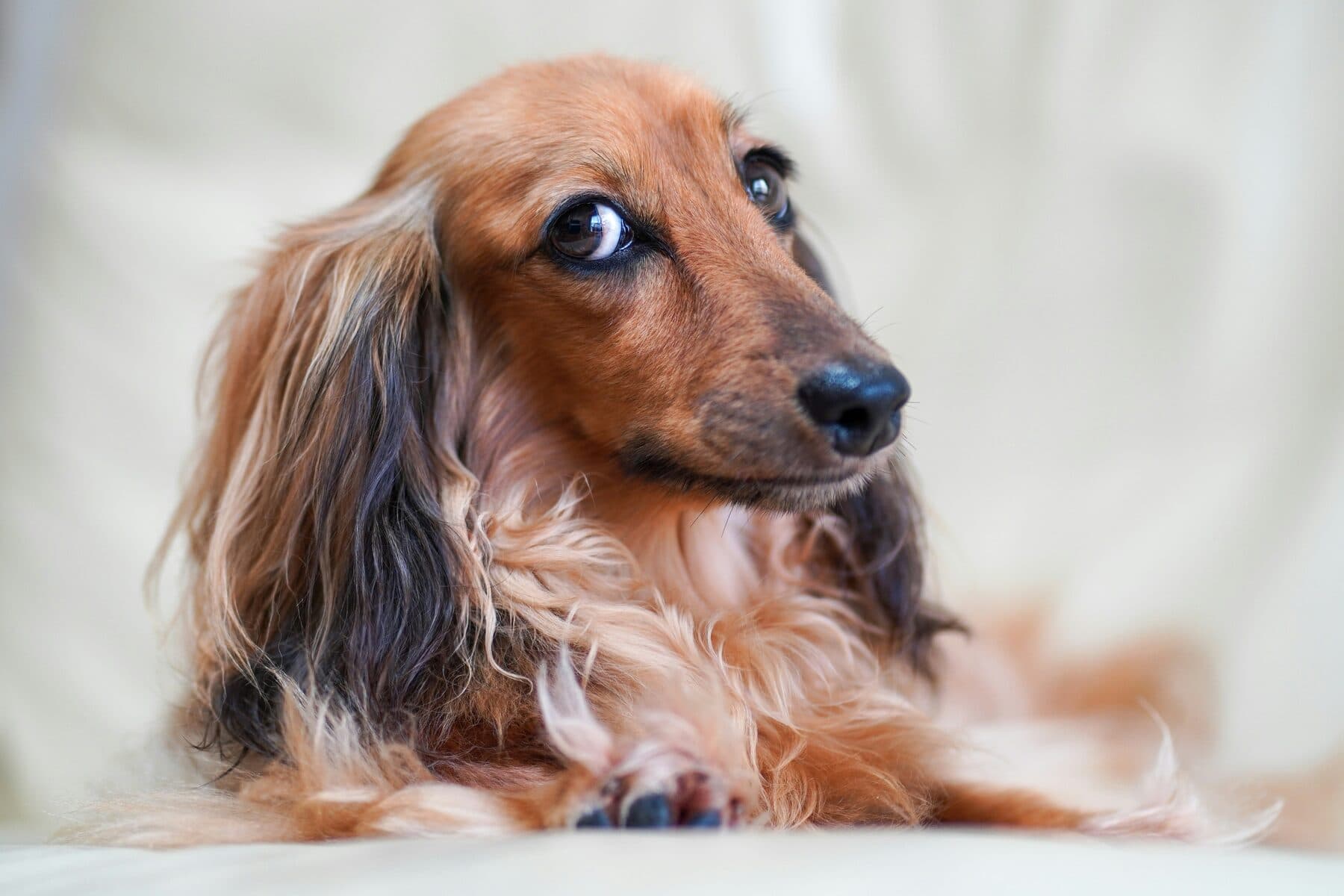 Partnerhulp voor dierenambulance