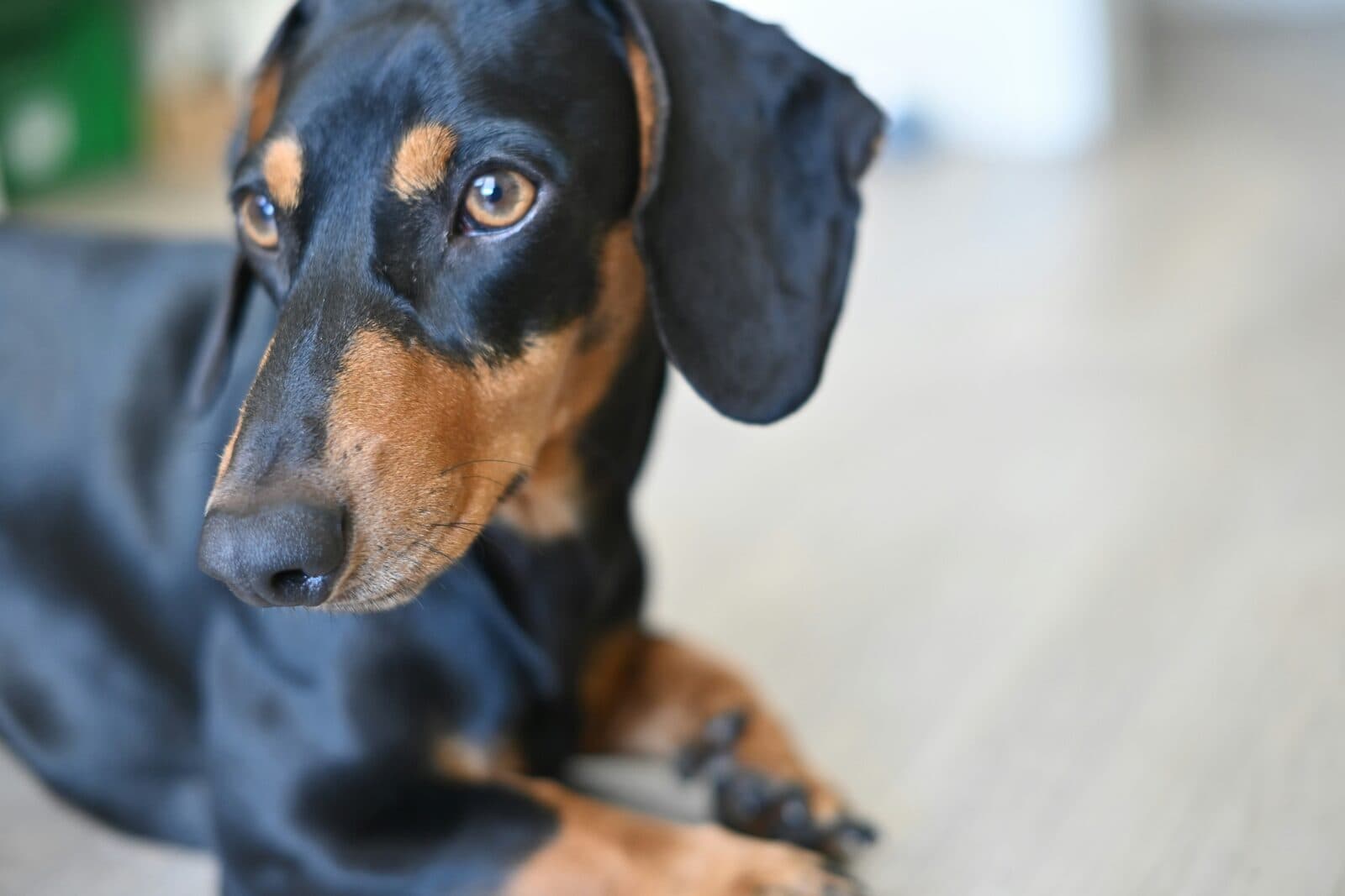 Herstellende hond Sam kijkt rustig in de camera