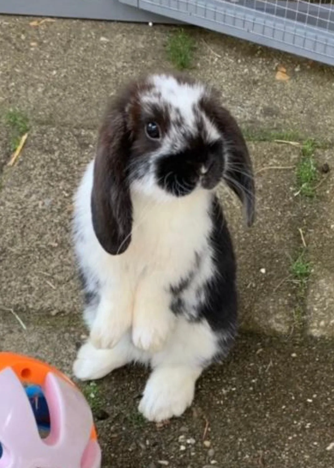 Choco