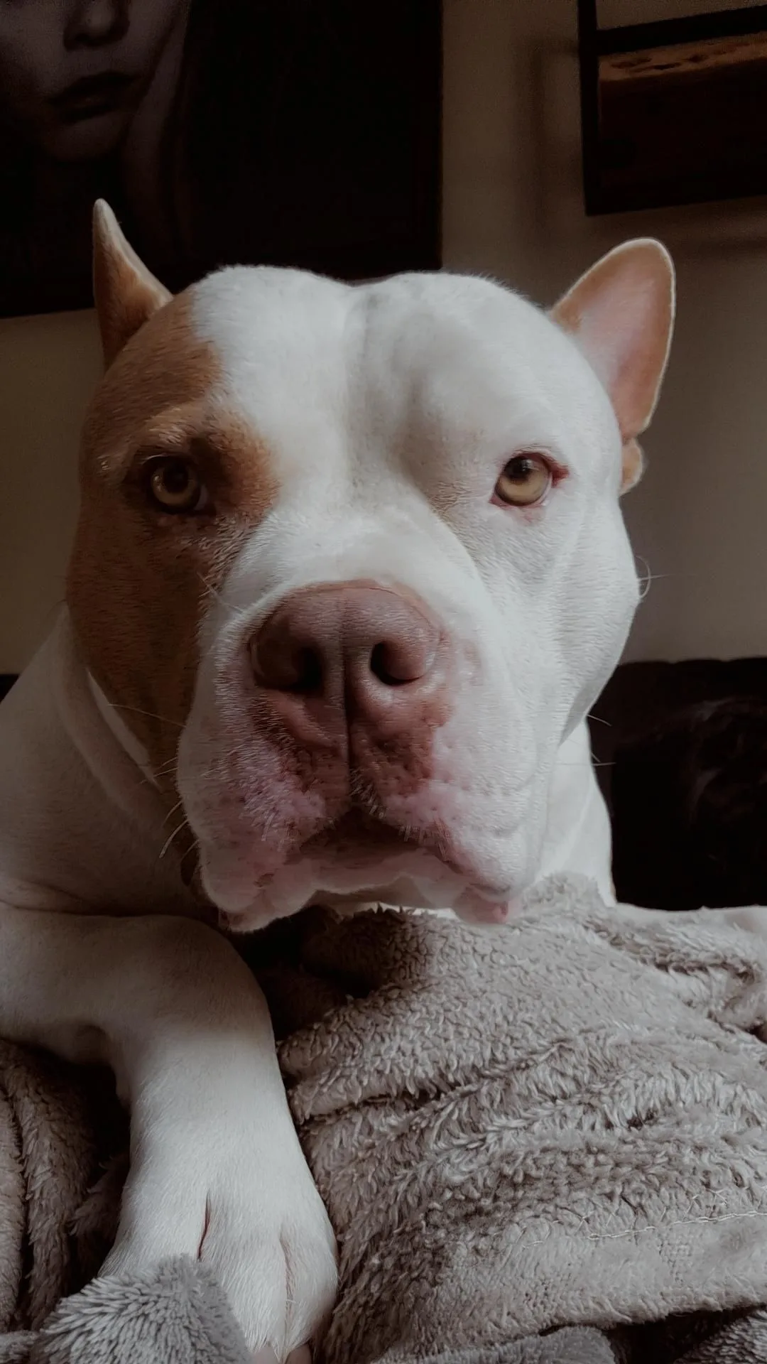 Baloo