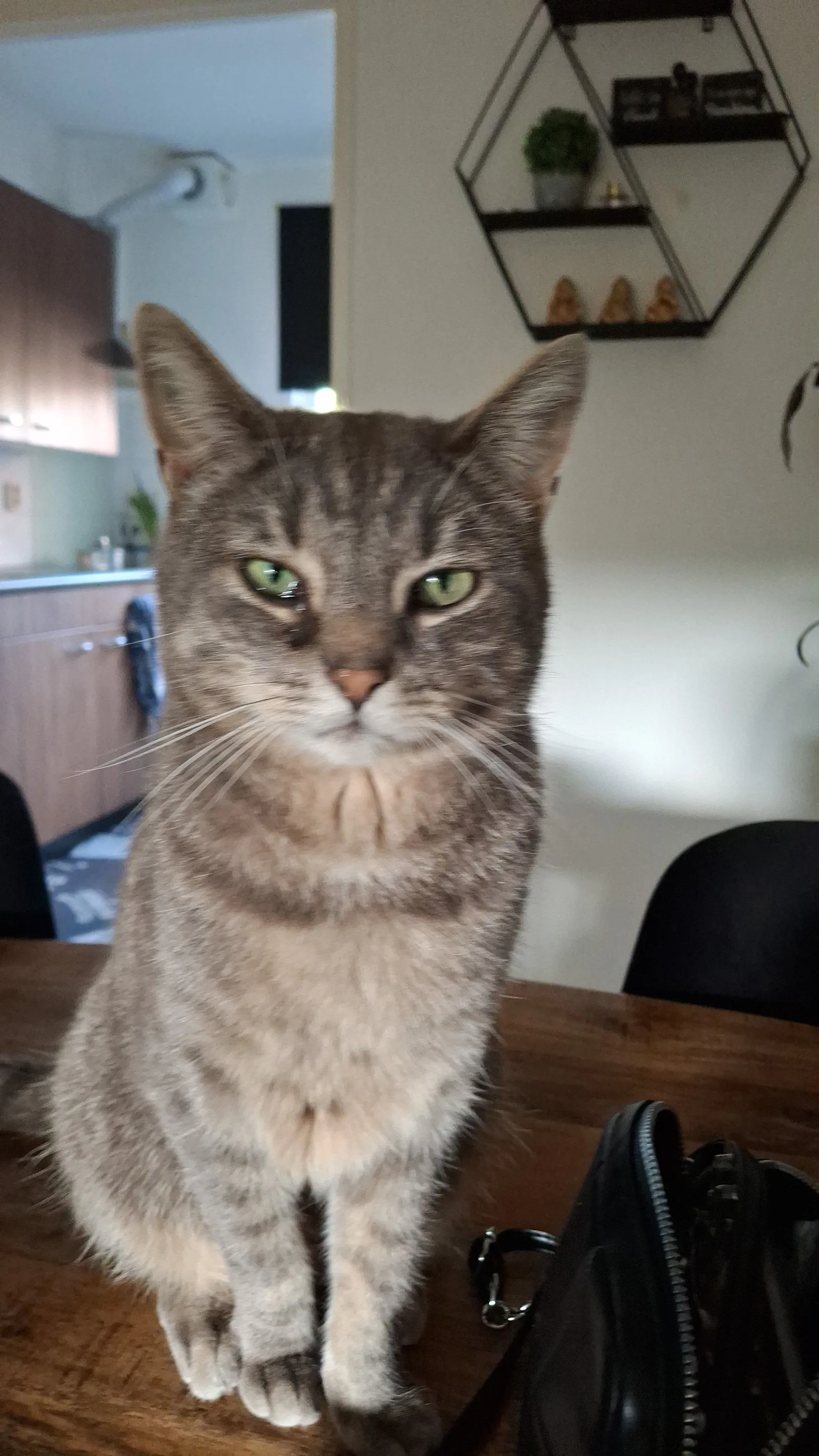 Simba